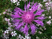 85  Fiordaliso alpino (Centuarea nervosa)